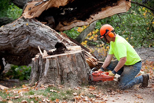 Best Tree Removal Cost  in Fletcher, OK